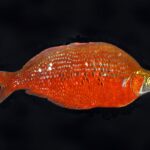 Глоссолепис красный (Glossolepis incisus)