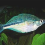 Голубая радужница (Melanotaenia lacustris)