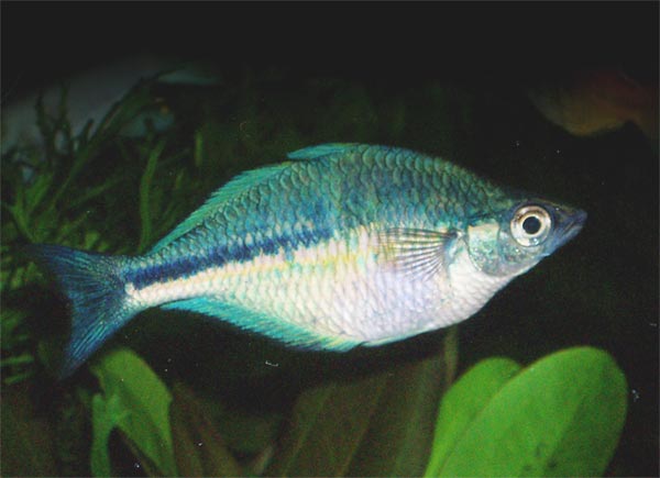 Голубая радужница (Melanotaenia lacustris) Голубая радужница (Melanotaenia lacustris)