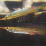Дермогенис (Dermogenys pusilla)