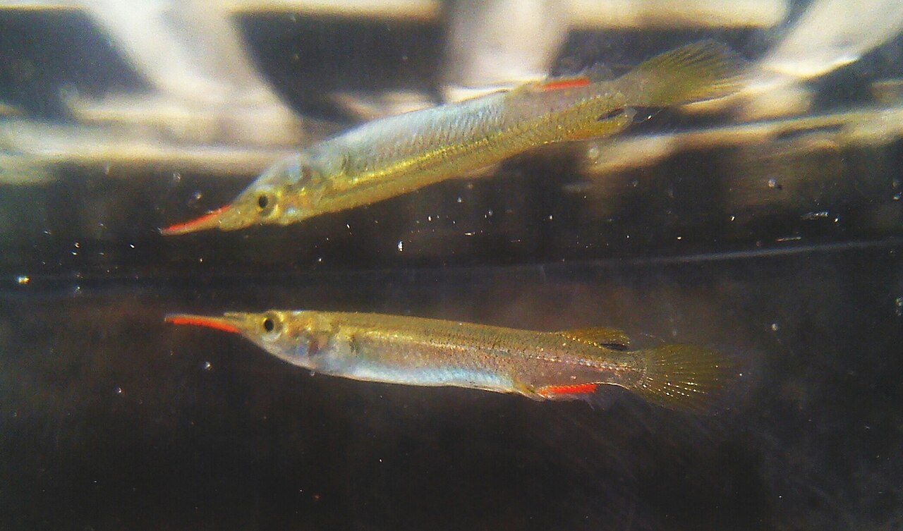 Дермогенис (Dermogenys pusilla) Дермогенис (Dermogenys pusilla)