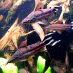 Дианема хвостополосая (Dianema urostriatum)