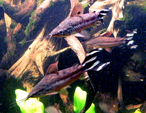 Дианема хвостополосая (Dianema urostriatum) Дианема хвостополосая (Dianema urostriatum)