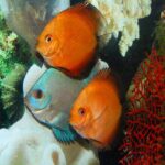 Дискус (Symphysodon aequifasciatus)