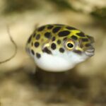 Зелёный тетраодон (Dichotomyctere nigroviridis)