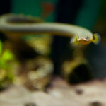 Каламоихт калабарский (Erpetoichthys calabaricus)