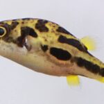 Карликовый тетраодон (Carinotetraodon travancoricus)