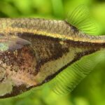Клинобрюшка мраморная (Carnegiella strigata)