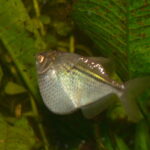 Клинобрюшка серебристая (Gasteropelecus sternicla)