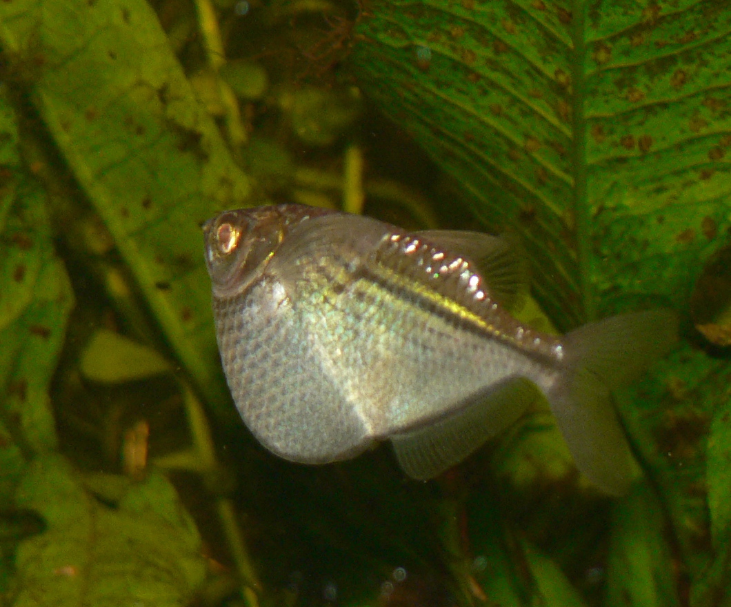 Клинобрюшка серебристая (Gasteropelecus sternicla) Клинобрюшка серебристая (Gasteropelecus sternicla)