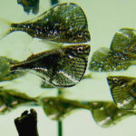 Клинобрюшка чернокрылая (Carnegiella marthae)