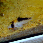 Коридорас Адольфа (Corydoras adolfoi)