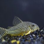 Коридорас Штерба (Corydoras sterbai)