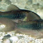 Коридорас бронзовый (Corydoras aeneus)
