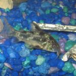 Коридорас крапчатый (Corydoras paleatus)