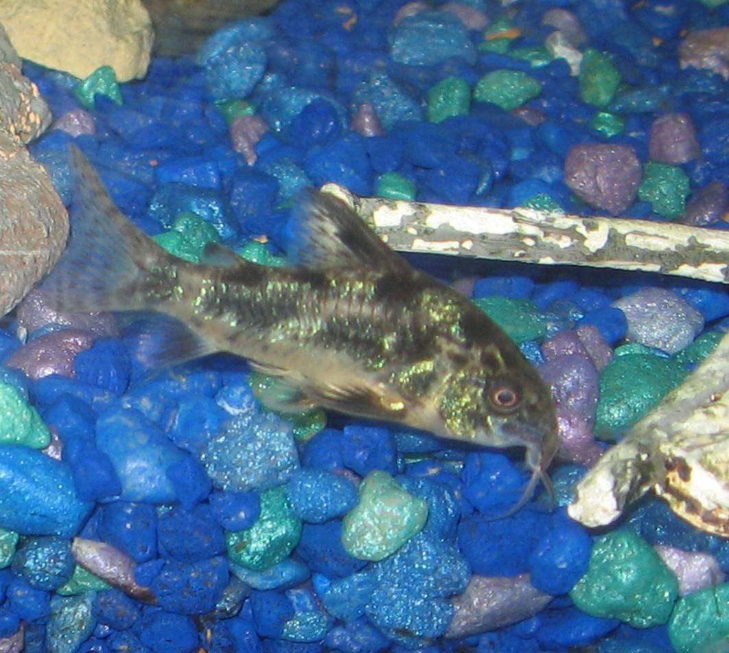 Коридорас крапчатый (Corydoras paleatus) Коридорас крапчатый (Corydoras paleatus)