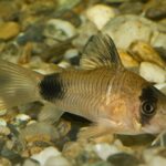 Коридорас панда (Corydoras panda)
