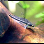 Коридорас пигмей (Corydoras pygmaeus)