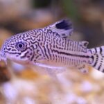 Коридорас трилинеатус (Corydoras trilineatus)