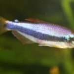 Королевская тетра (Inpaichthys kerri)
