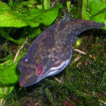 Красноглазый тетраодон (Carinotetraodon irrubesco)