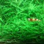 Креветка Кристалл ред (Caridina cantonensis)