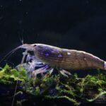 Креветка-фильтратор (Atyopsis moluccensis)