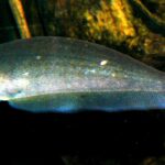 Ксеномистус (Xenomystus nigri)