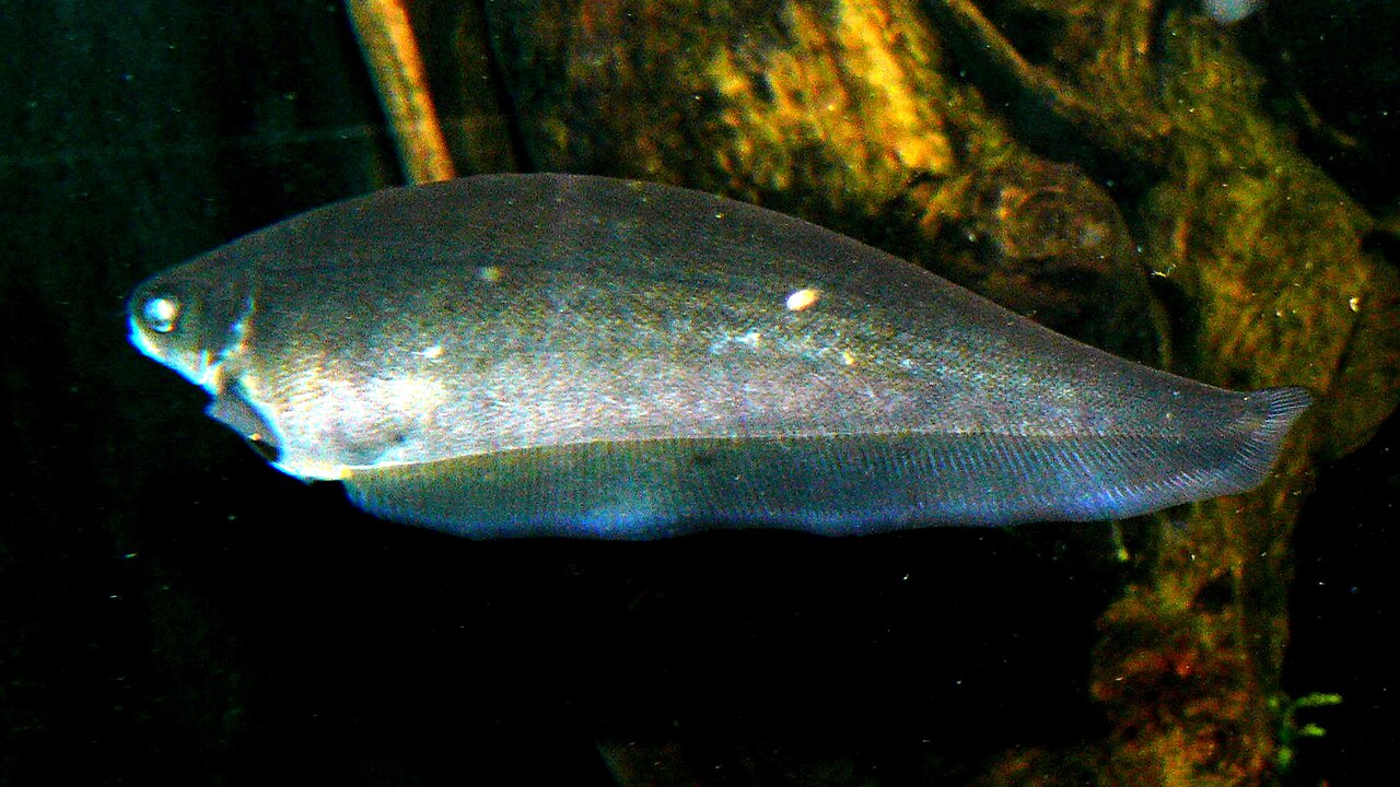 Ксеномистус (Xenomystus nigri) Ксеномистус (Xenomystus nigri)