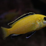 Лабидохромис жёлтый (Labidochromis caeruleus)
