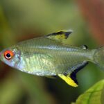 Лимонная тетра (Hyphessobrycon pulchripinnis)