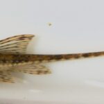 Лорикария парва (Rineloricaria parva)