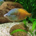 Меланотения Боесмана (Melanotaenia boesemani)