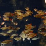 Меланотения Маккуллоха (Melanotaenia maccullochi)
