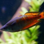 Меланотения Паркинсона (Melanotaenia parkinsoni)