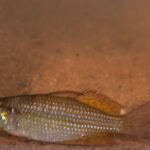 Меланотения блестящая (Melanotaenia splendida)