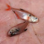 Минор (Hyphessobrycon eques)