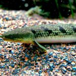 Многопёр Дельхези (Polypterus delhezi)