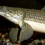 Многопёр Уикса (Polypterus weeksii)