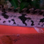 Многопёр Эндлихера (Polypterus endlicheri)