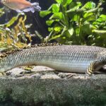 Многопёр орнатипиннис (Polypterus ornatipinnis)