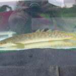 Многопёр пальмас (Polypterus palmas)