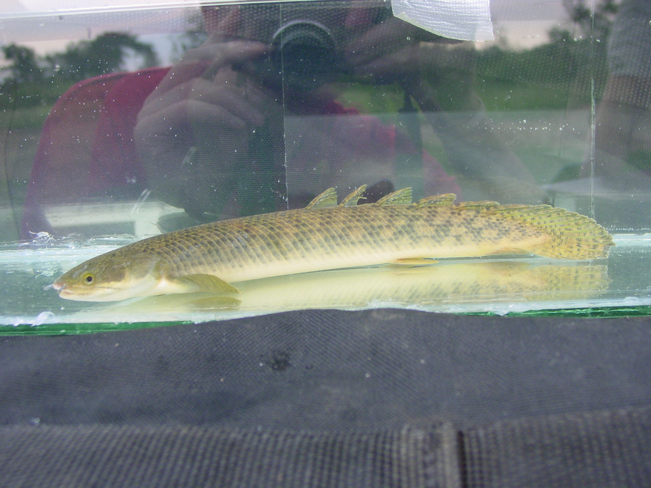 Многопёр пальмас (Polypterus palmas) Многопёр пальмас (Polypterus palmas)
