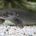 Многопёр сенегальский (Polypterus senegalus)