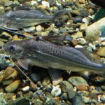 Нарядный пимелодус (Pimelodus ornatus)