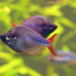 Неоновая радужница (Melanotaenia praecox)
