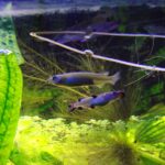 Номорамфус Лиема (Nomorhamphus liemi)