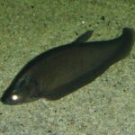 Нотоптерус обыкновенный (Notopterus notopterus)