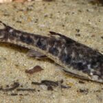 Отоцинклюс Арнольда (Otocinclus arnoldi)