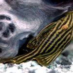 Панак королевский (Panaque nigrolineatus)